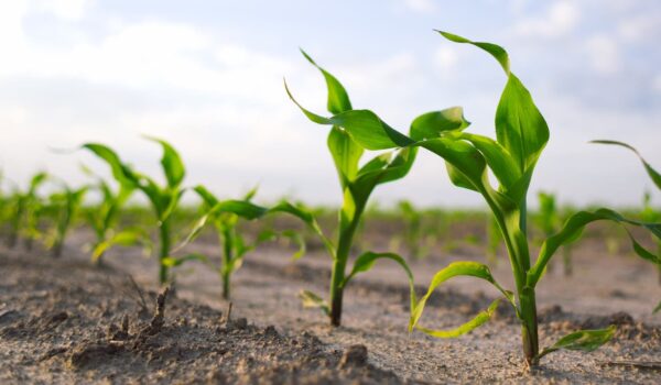 Share valuations in the context of a farming company
